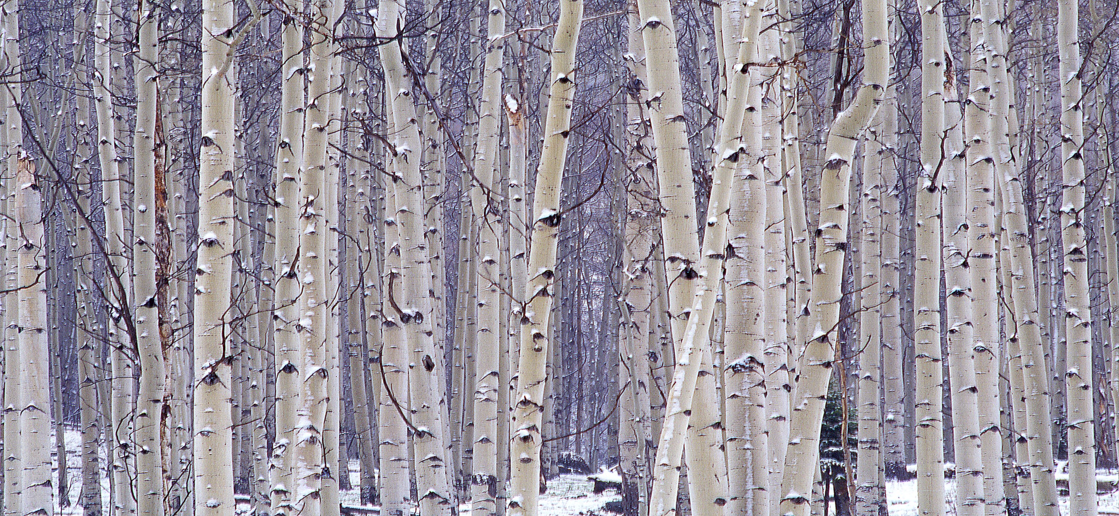 White Aspen Grove      Mt. Elbert  Colorado