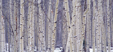 White Aspen Grove      Mt. Elbert  Colorado