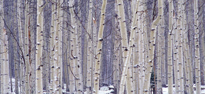 White Aspen Grove      Mt. Elbert  Colorado