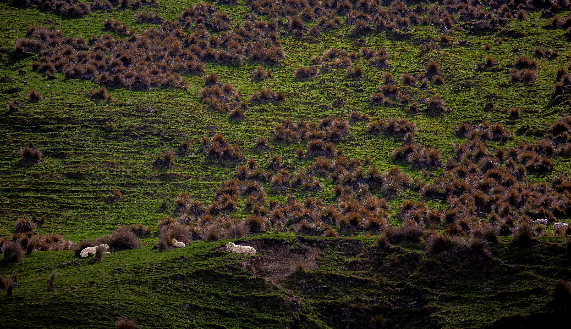 Sheepish Daze  New Zealand