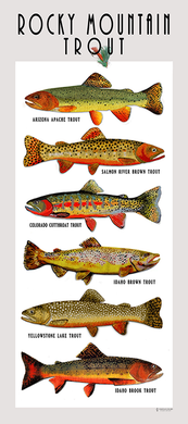 Rocky Mountain Trout Poster Art