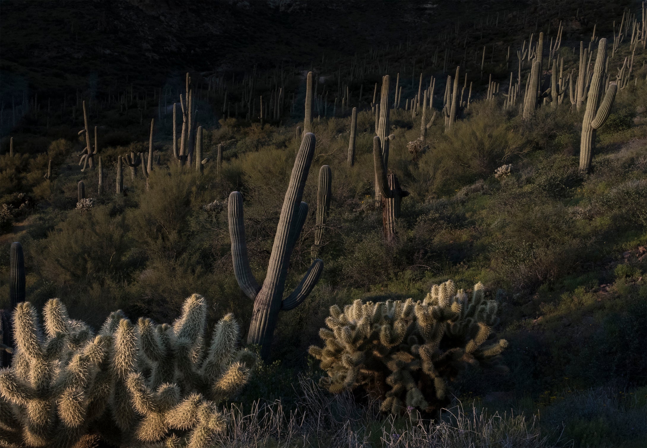 Teddy Bear Cactus Sunset  Arizona