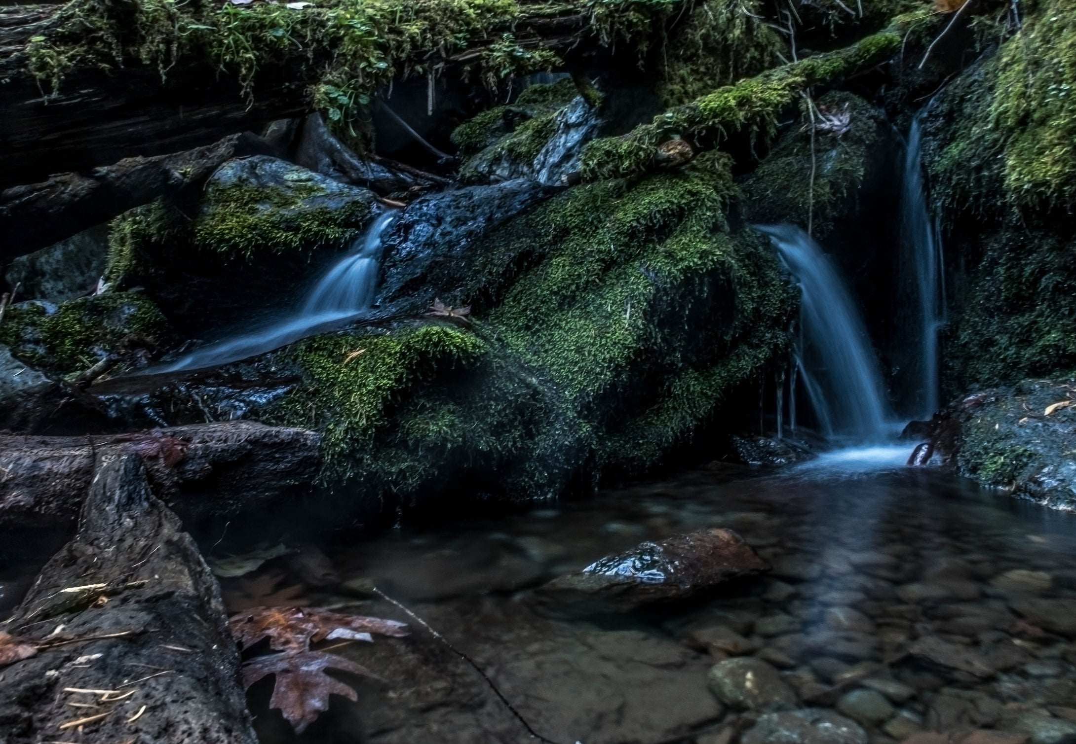 Fletcher Creek Quinault Rain Forest Washington