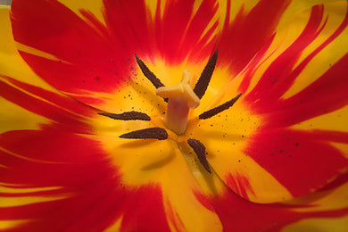 Parrot Tulip  Natures Wonder