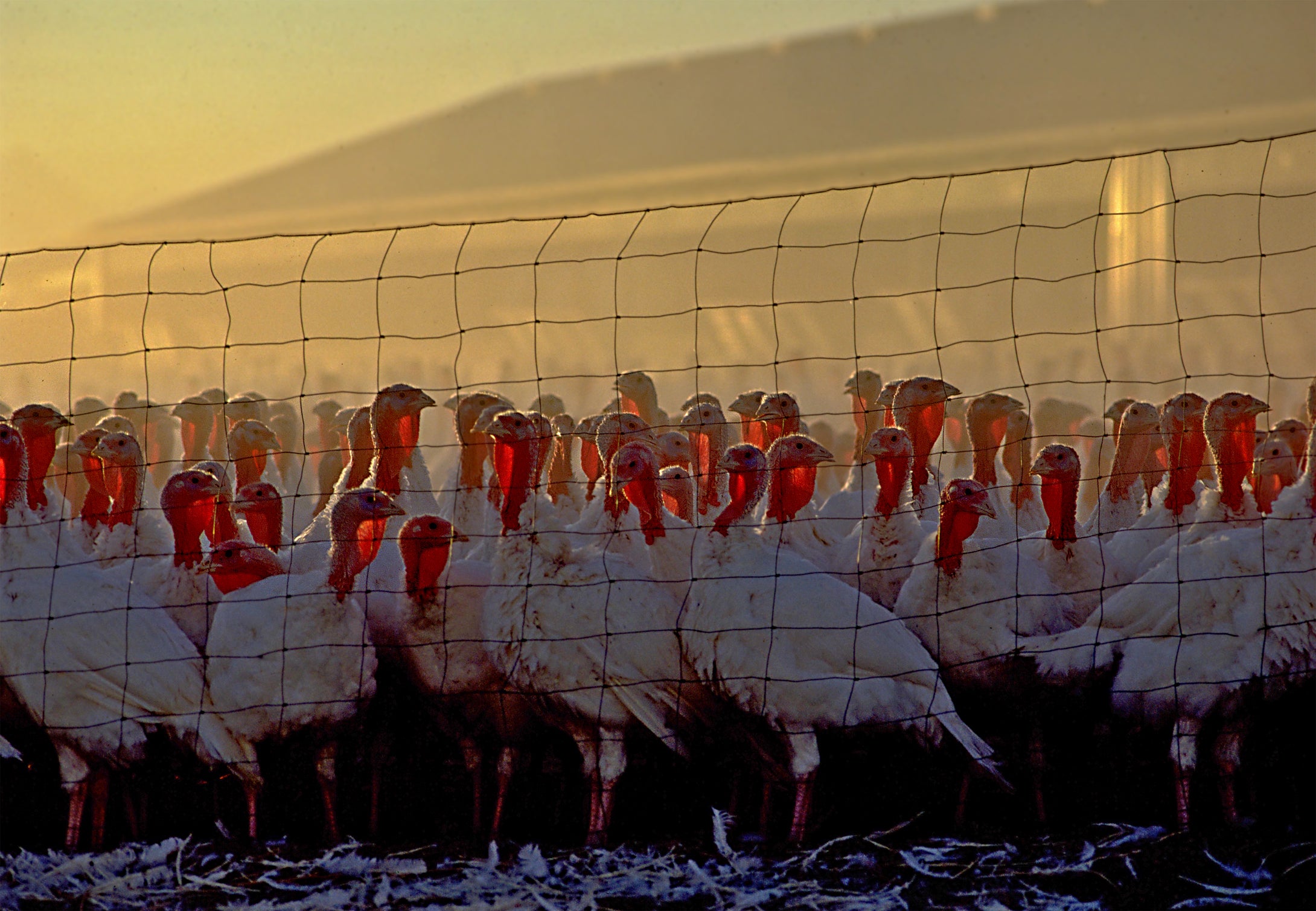 Turkey Feathers