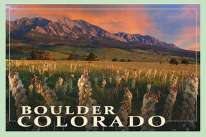 Yucca Bloom Sunrise  Boulder Colorado