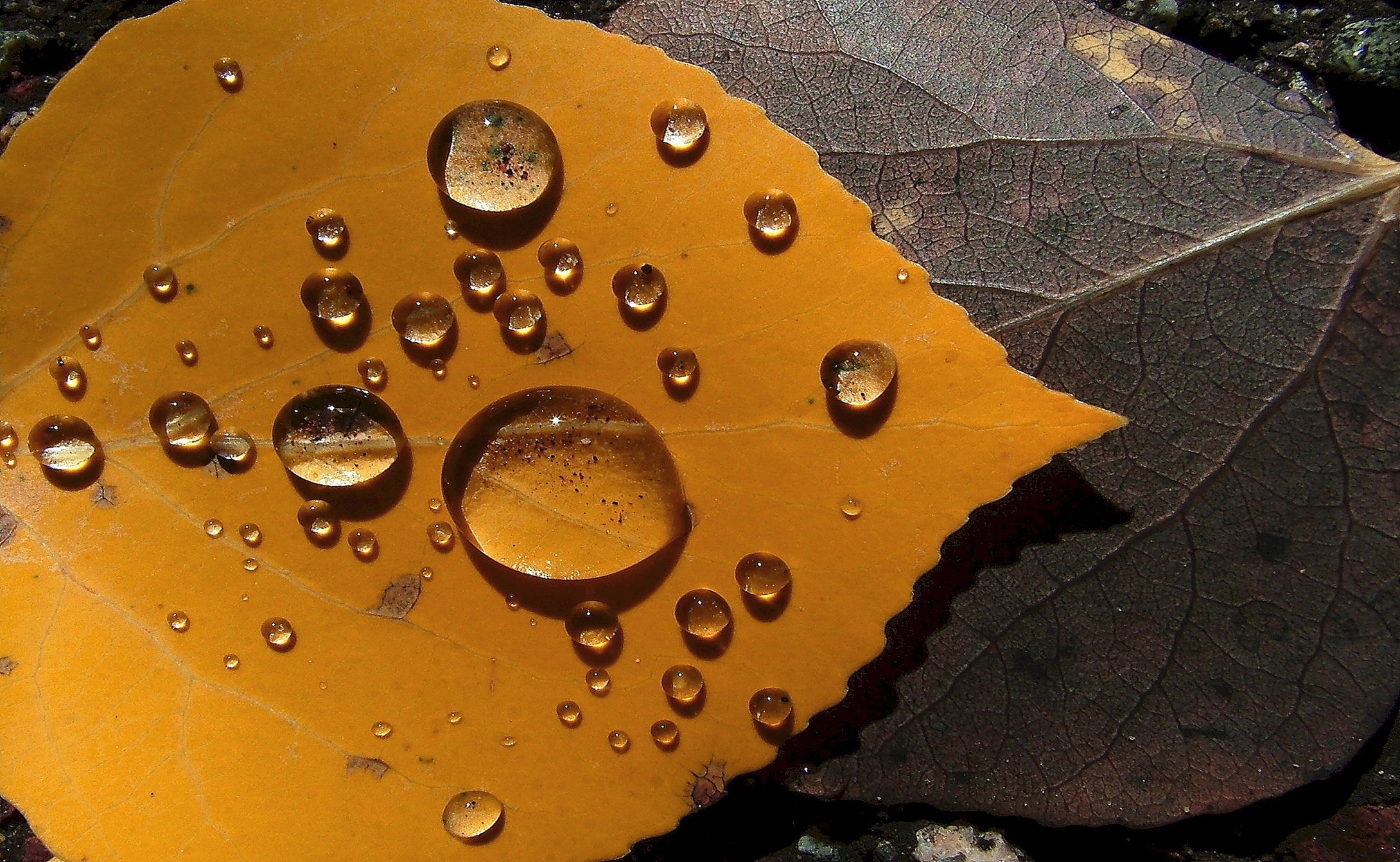 Water Droplets on a fallen Aspen leaf