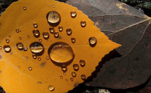 Water Drops on a fallen Aspen leaf