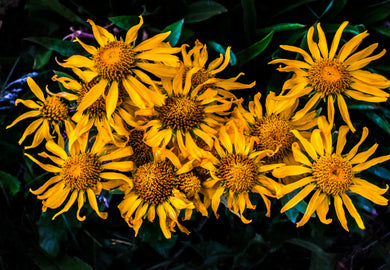 Western Yellow Sneezeweed