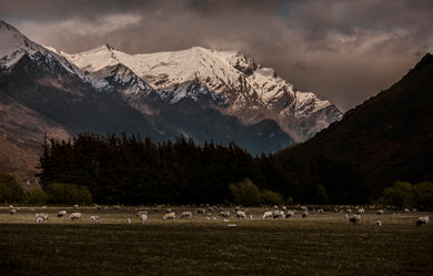 Westland National Park   Southern Alps   New Zealand