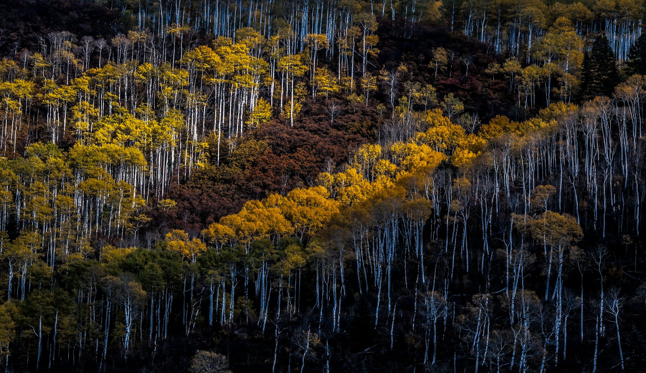White Aspen Grove      McClure Pass   Colorado