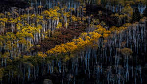 White Aspen Grove      McClure Pass   Colorado