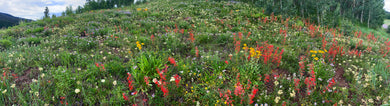 Bear Lake Wildflower Display