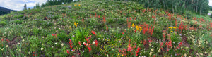 Bear Lake Wildflower Display