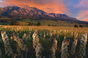 Yucca Blooms Golden Sunrise Boulder Colorado