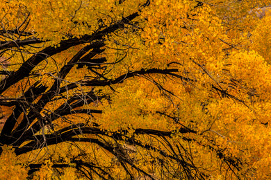 Forest in Aura      Kebler Pass Colorado