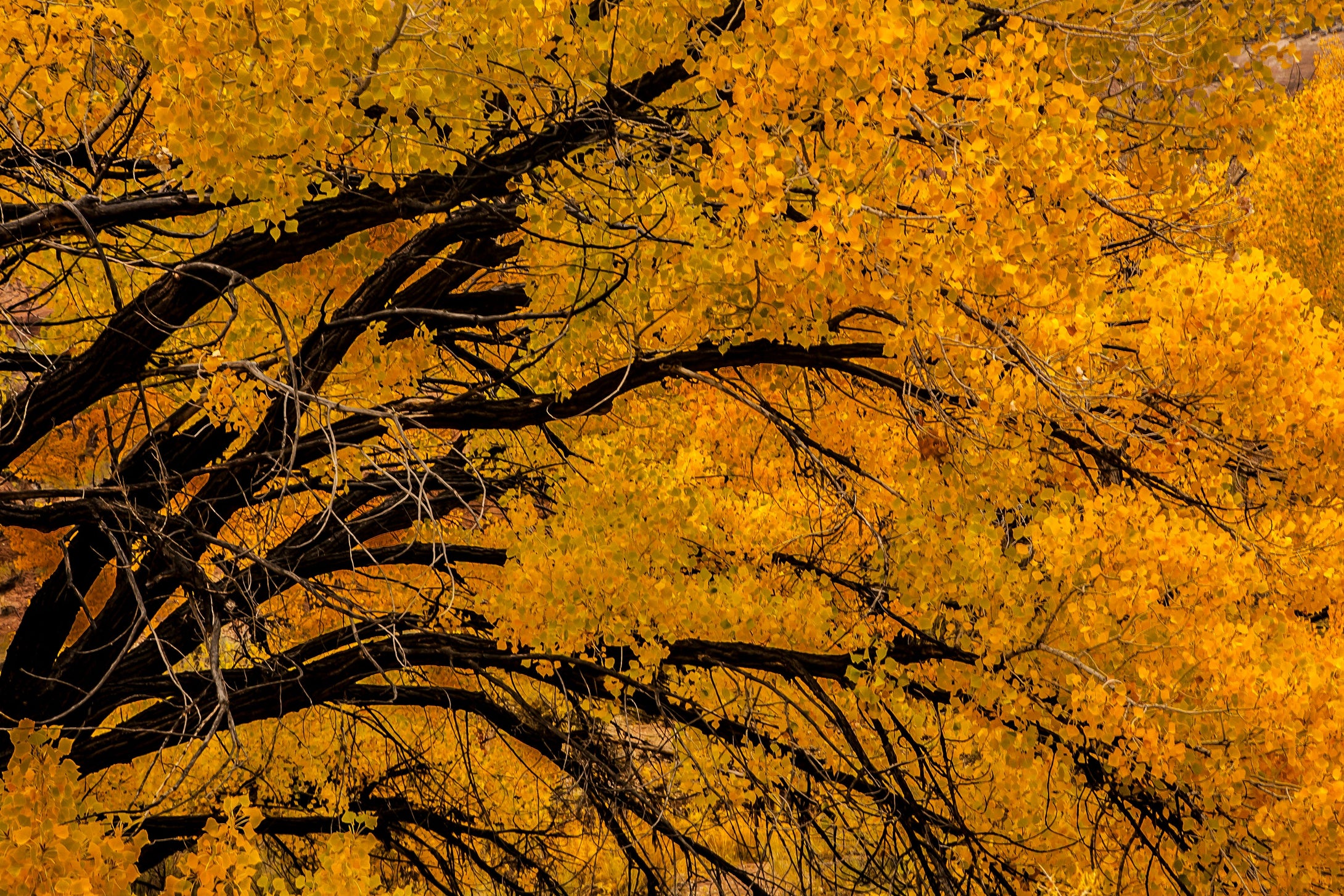 Cottonwood Blaze    Kebler Pass Colorado