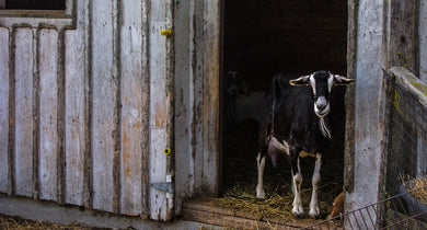 Bearded Billy Goat    Old Barn