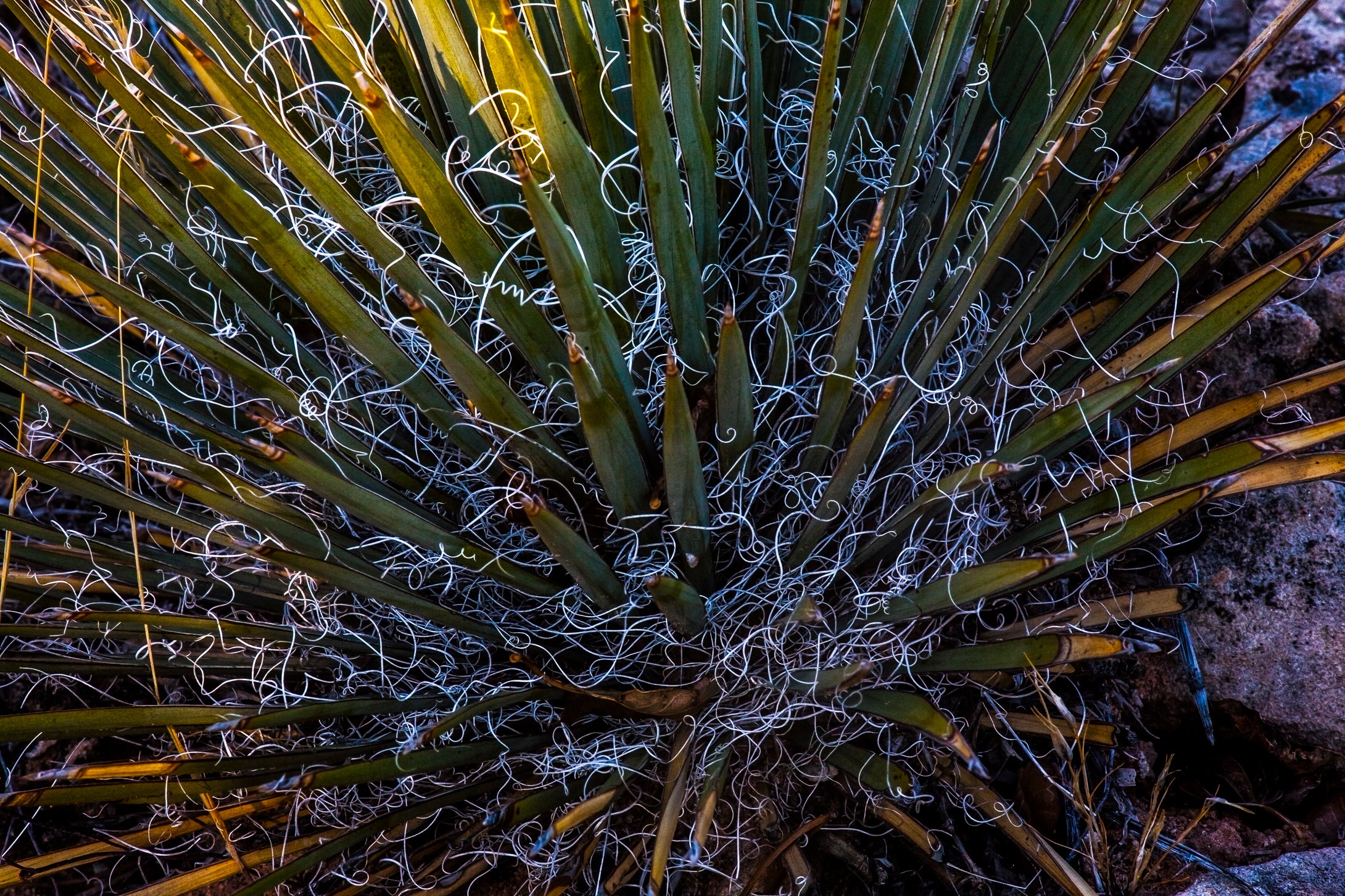 Yucca Strings