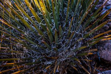 Yucca Strings