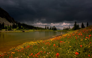 Alta lakes Wildflowers