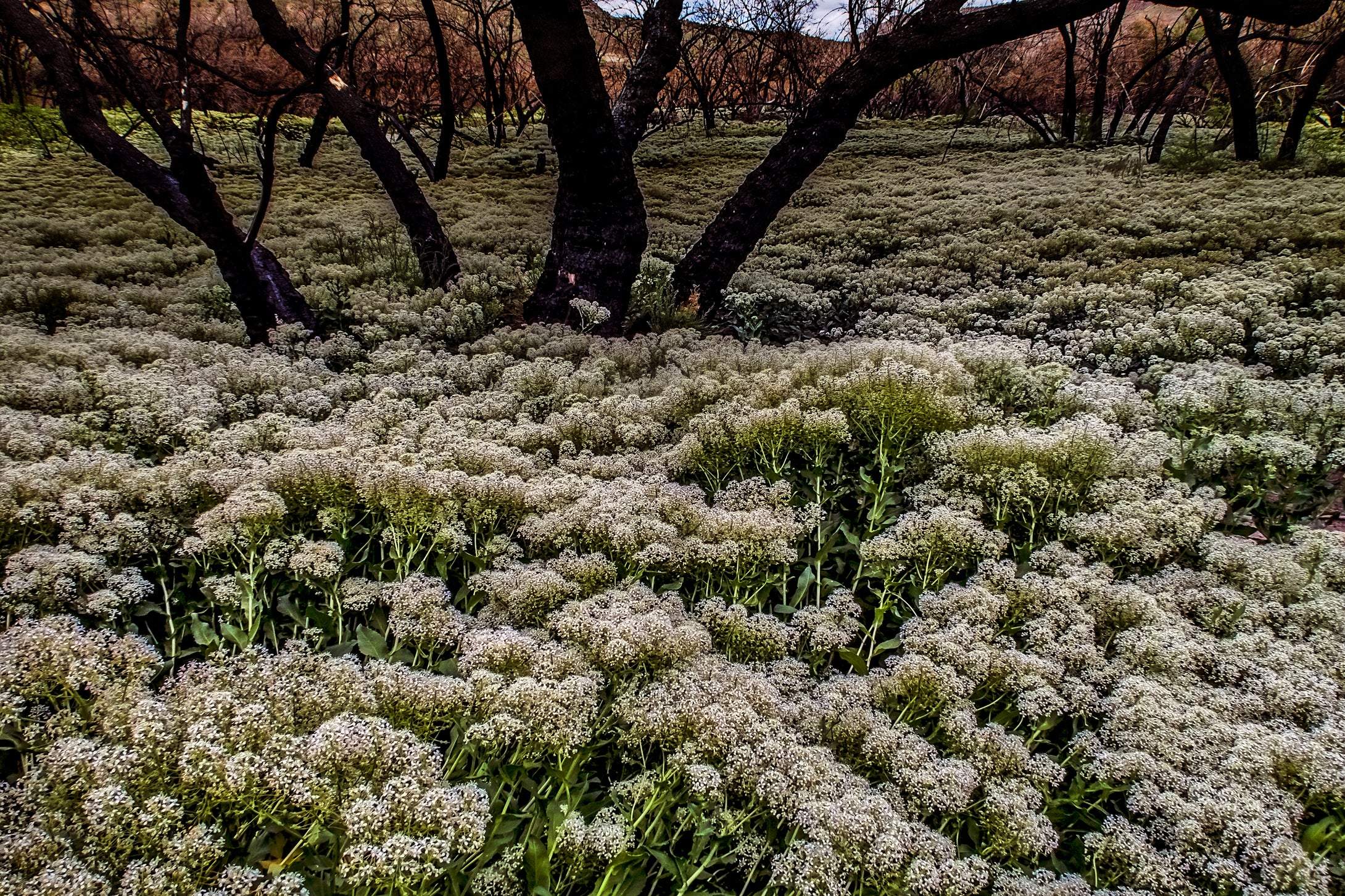 Alyssum Carpet Of Snow