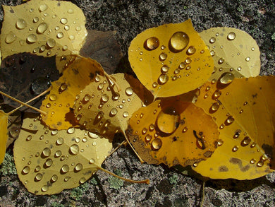 Aspen Leaves With Water Droplets