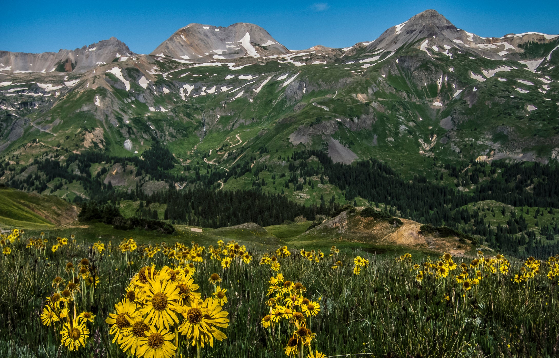 Black Bear Pass     Sneeze Weed Flowers