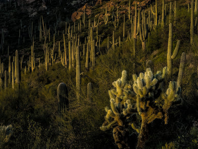 Cactus Grove  Silver King Mine Road  Arizona