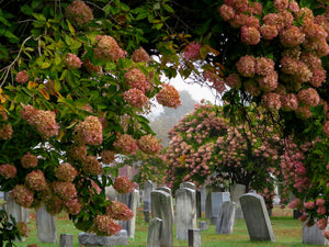 Memories  St Johnsbury Cemetery