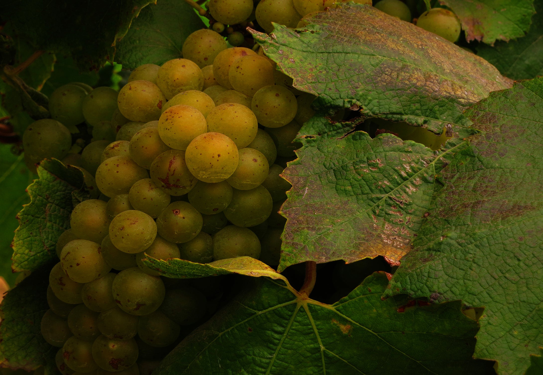 Chardonnay Grapes   Italy