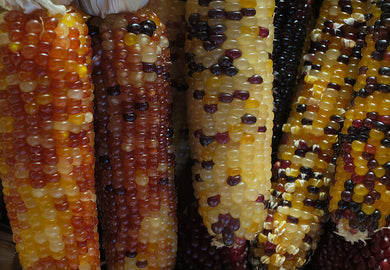 Colored Corn