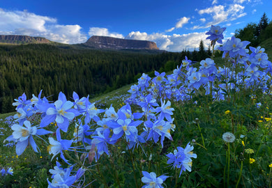 Colorado Columbines  Stillwater Resevoir Colorado