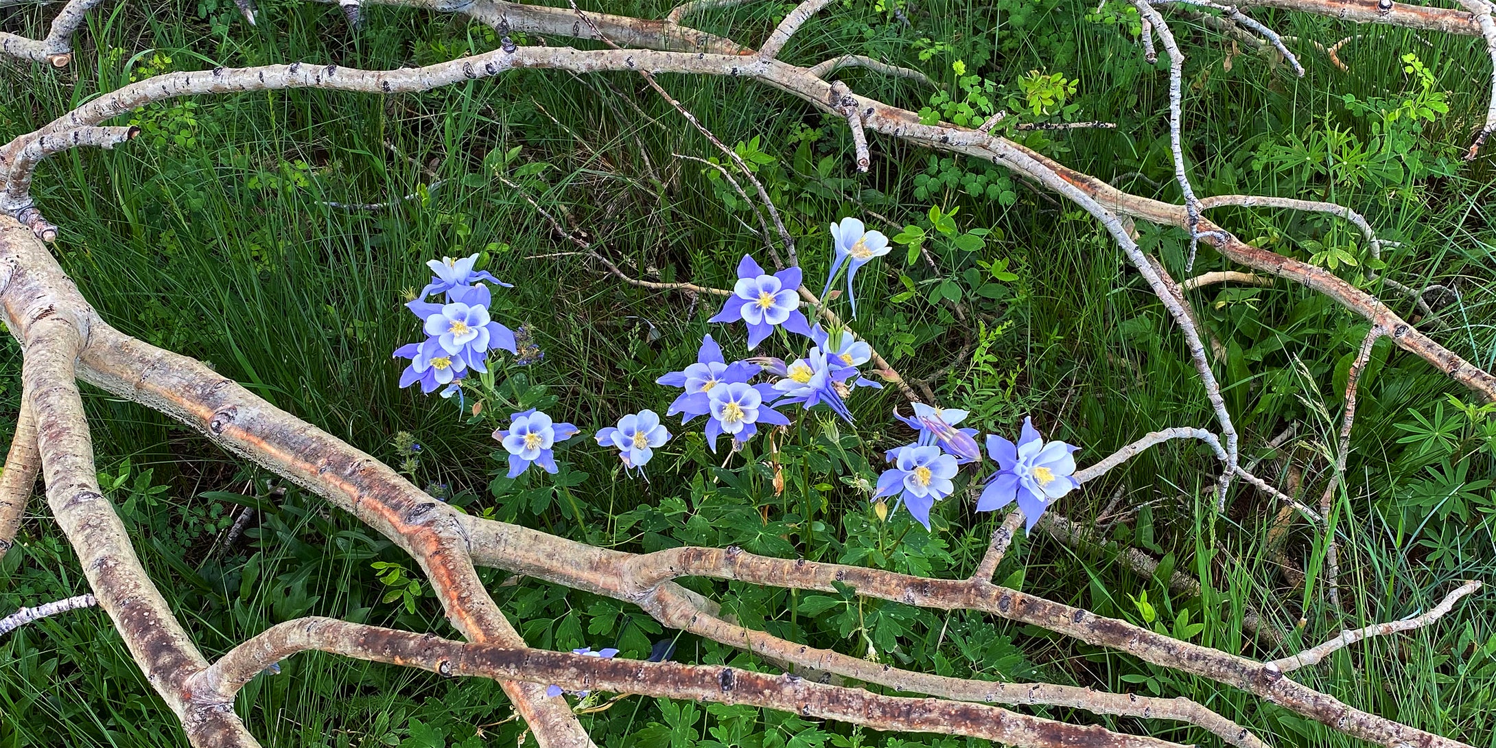 Colorado Blue Columbines