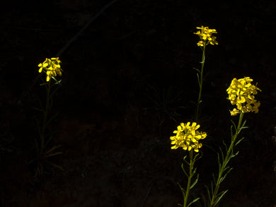 Salt Creek      Blooming Corn Flowers
