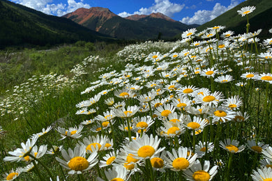 Daisy Daze Colorado