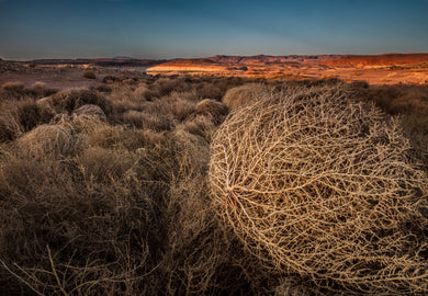 Dead Pool Tumbleweed Lake Powell Utah