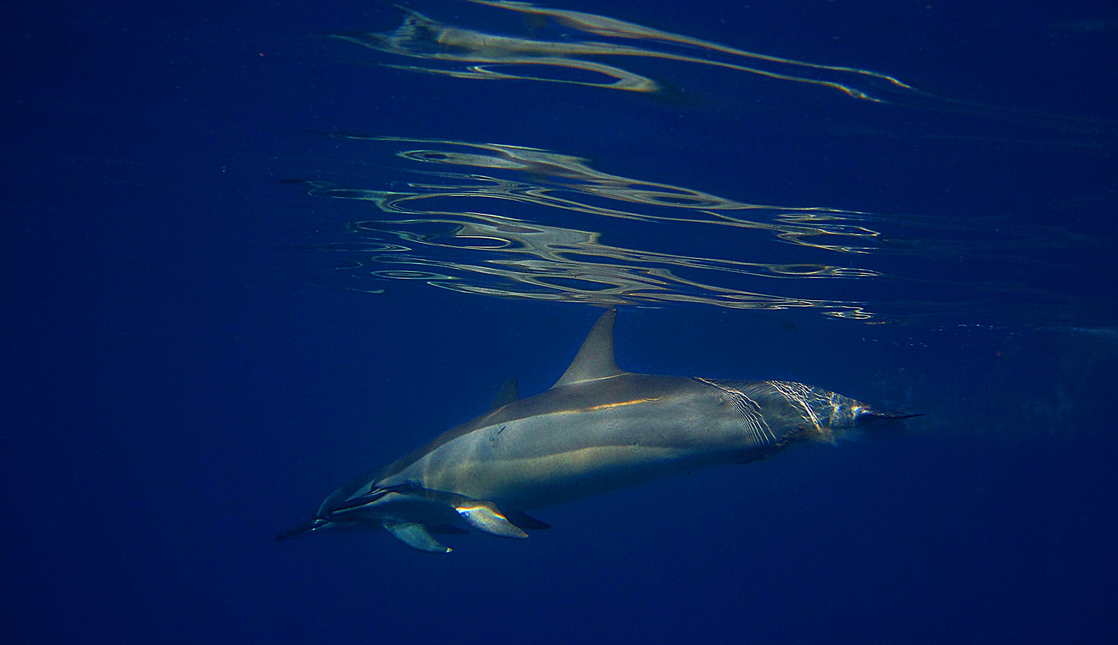 Dolphin Reflections   Cook Harbor  Hawaii