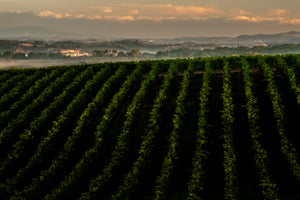 Green Field of Ripening Grapes   Italy