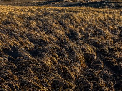 Golden Wheatgrass    Cold Winters