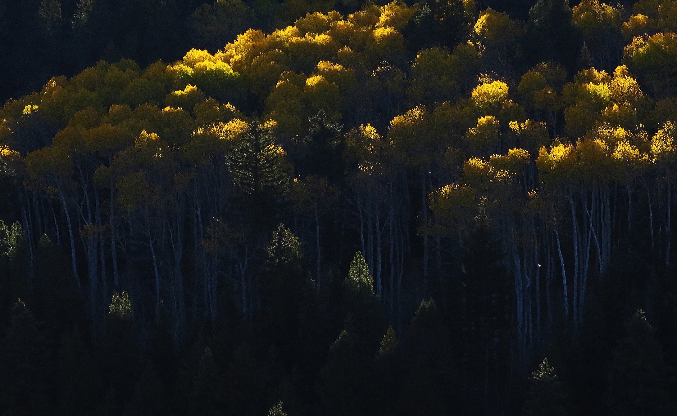 Golden Tree Tops