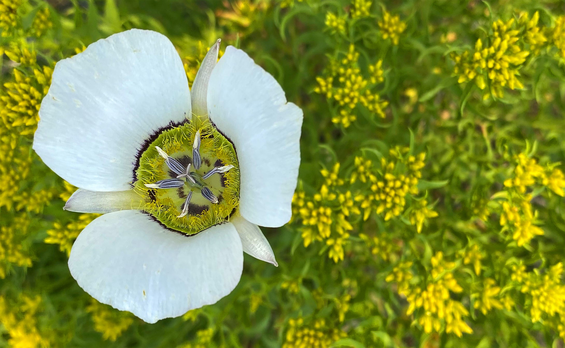 Gunnison Mariposa Lily