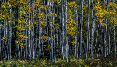 White Quaking Aspens, Sunny Daze