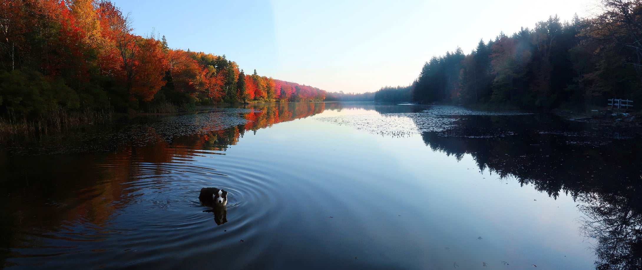 Deer Isle Lily Pond Reflections