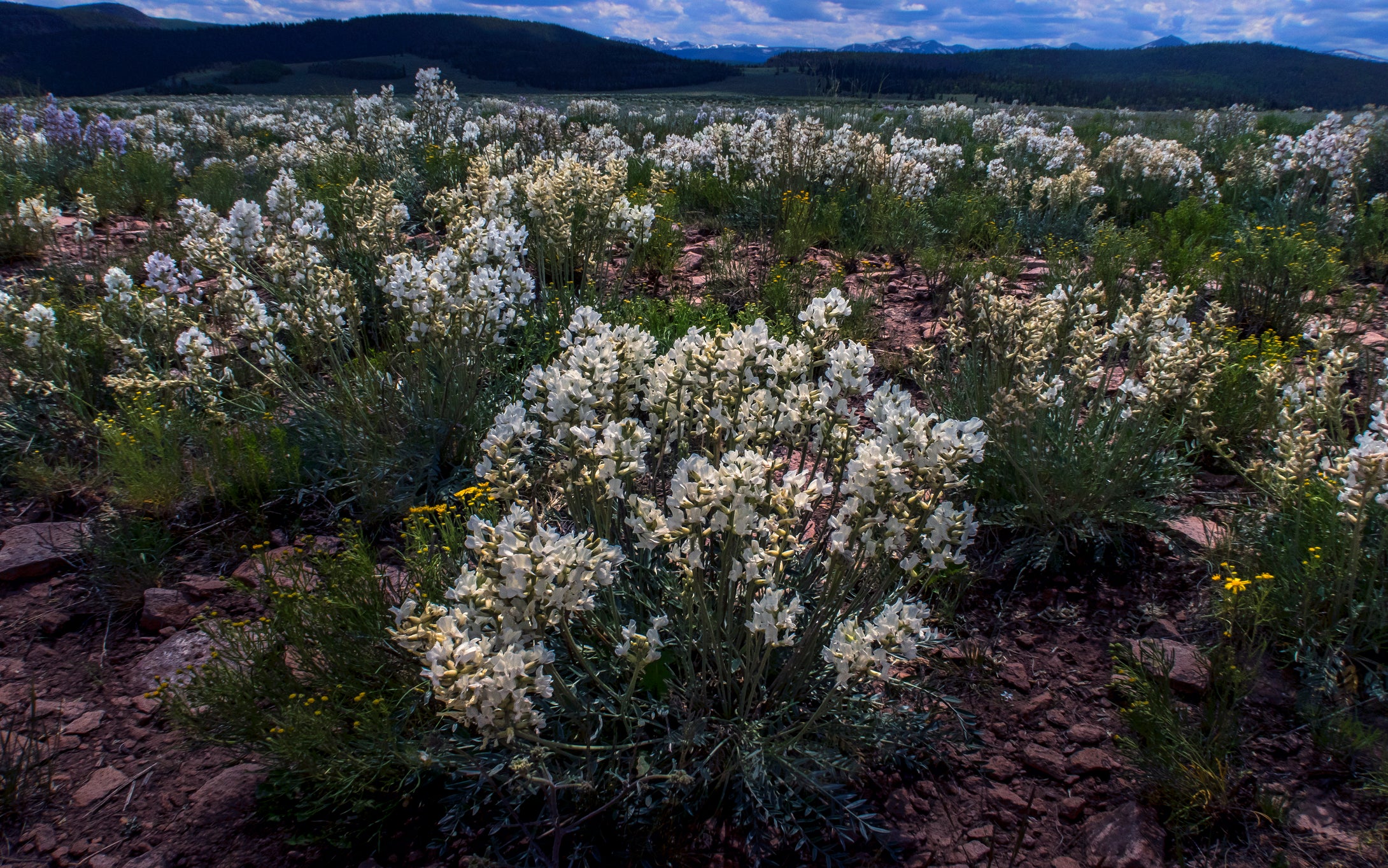 Flowering Loco Weed