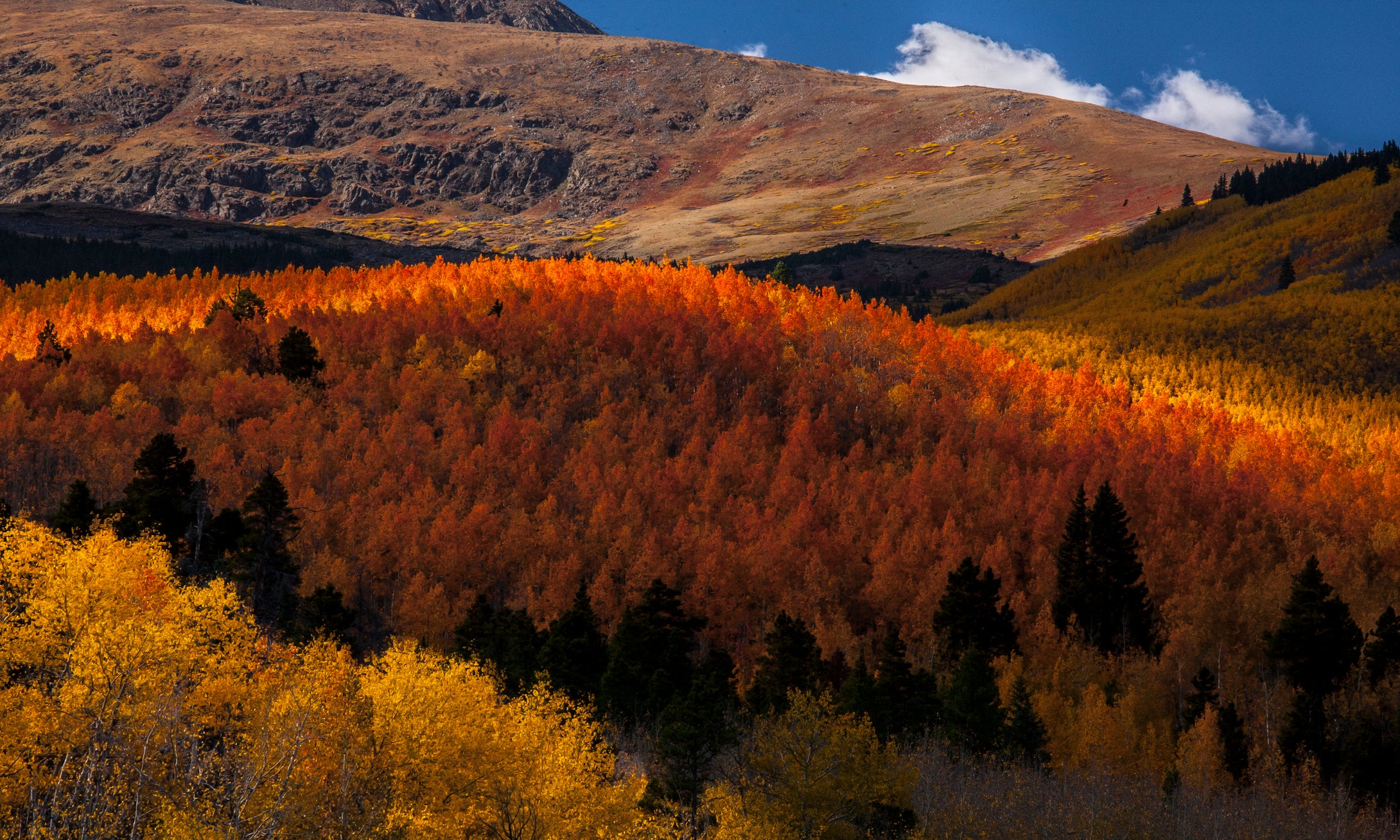 Mt. Elbert   Autumn Fire