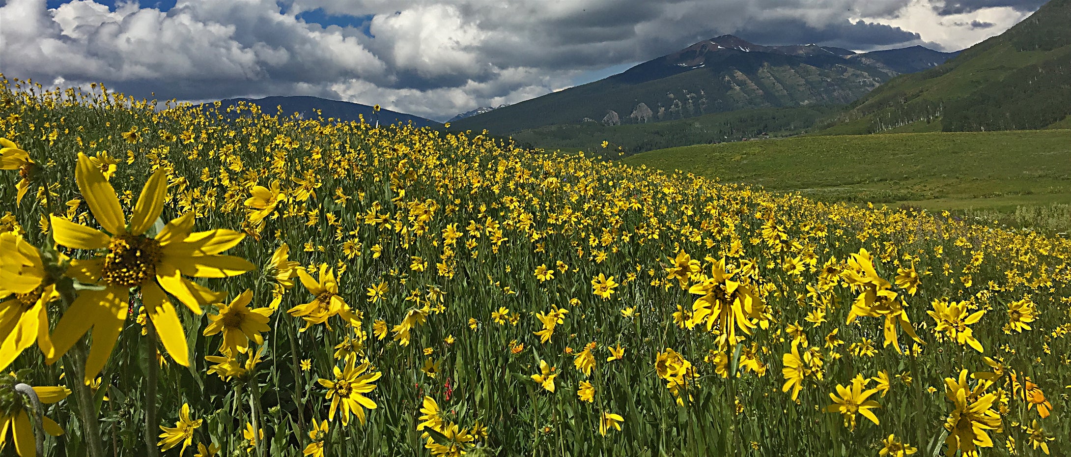 Mules Ears in Bloom Crested Butte  Colorado,