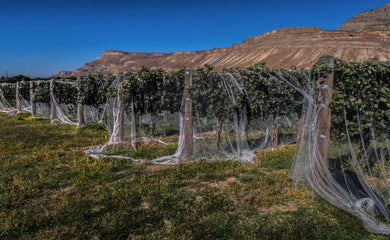 Chardonnay Grapes   Palisades Colorado