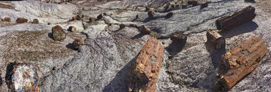 Petrified Trees in the Petrified National Park  Arizona