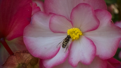 Pink Begonia Bee Pollen